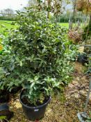 5 x Osmanthus Aquifolium multi-stem (120-140 heigh