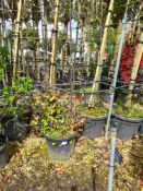 4 x Trachelospermum Jasminoides Pleached screens (