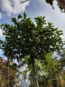 1 x Ilex Nellie R Stevens (Standard, 14-16cm girth
