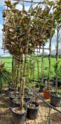 6 x Magnolia Grandiflora ¾ Pleached trees (120 x 1