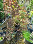 11 x Various bushed / multi-stems (50cm – 1.5m), l