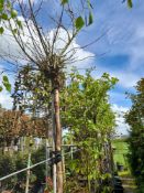 17 x Various deciduous trees to line 8A (13 x vari