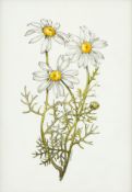 ANELIA EMILOVA PASHOVA /b.1988/ "Chamomile"
