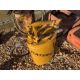 Caterpillar grease bucket. Model No: 6521. Fully restored - Image 3 of 3