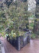 Portuguese laurel tree in dolav