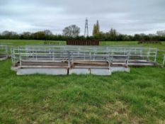 Sheep walk through troughs