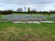 Sheep walk through troughs