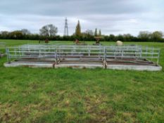 Sheep walk through troughs