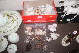 A collection of various seashells