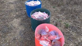 Orange ear tags for pigs (blank,