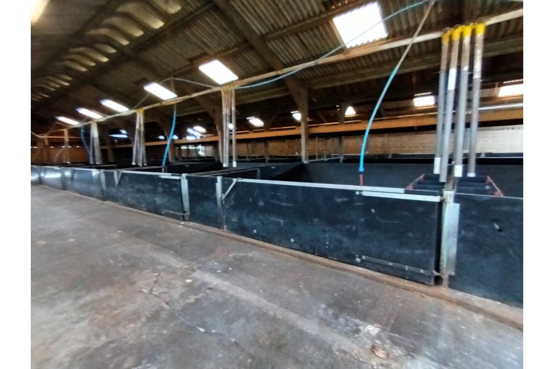 Roxell 56 drop Auto feeder system with 2 motors, 2 lines in 105ft building with control boxes, - Image 6 of 6