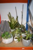 *Six Plants Including Artificial Succulent
