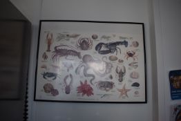 *Framed Marine Life Diagram 61x81cm