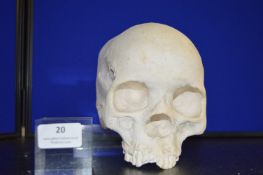 *Plaster Half Skull