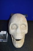 *Plaster Half Cast of a Skull and Jaw