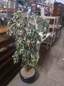 * large artificial plant