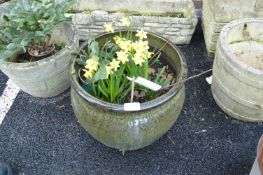 Garden Planter with Narcissi