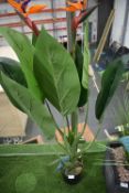 *Artificial Bird of Paradise Plant in Pot