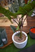 *Artificial Rubber Plant in Planter