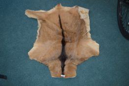 Animal Pelt