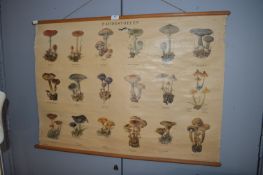 Dutch School Toadstool Poster