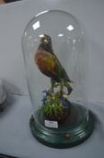 Taxidermy Study of a Rainbow Lorikeet Under Glass Dome