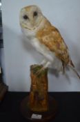 Taxidermy Study of a Barn Owl