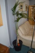 Potted Parlour Palm