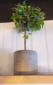 Set Of 12 x Various Artificial Herbs & Plants (5-20cm) In Individual Ceramic Patterned Grey Pots
