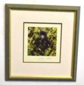 David Shepherd (British,1931-2017), 'Baby Gorilla', limited edition chromolithograph, numbered