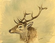 Charles Stanley Todd (British,1923-2004), a study of a deer stag head, pencil, watercolour and