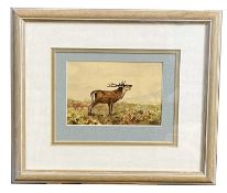 Charles Stanley Todd (British,1923-2004), a roaring deer stag, watercolour and gouache, signed,