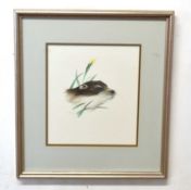 S.P. Shotter (British, contemporary), a study of an otter head, watercolour and gouche, signed,