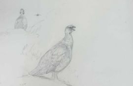 Charles Stanley Todd (British,1923-2004), a pair of grouse studies, varying observed poses, pencil