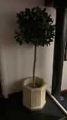 Plant and pot