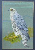 Ralston Gudgeon R.S.W 1910 - 1984 unframed watercolour depicting a Gyr Falcon Image size: 18