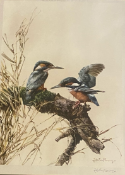 Edwin Penny Large pencil signed print 'Kingfishers'