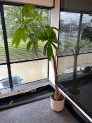Money Tree Plant