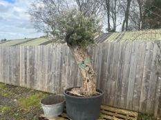 Hugh Ancient Olive Tree In Pot