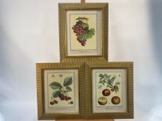 Series of Duhamel du Monceau Fruit Lithography