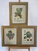 Set of 5 Botanical Prints