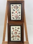 Pair of Seashell Prints