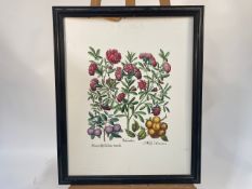 Set of 4 Botanical Prints