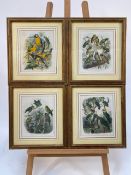 Set of 4 Parakeet Illustrations