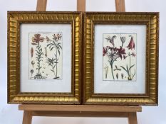 Mixed Set of Botanical Prints
