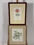 Pair of Botanique Themed Prints