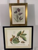 Set of 4 Botanique Themed Prints