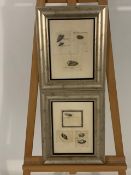 Pair of Lithograph Seashell Prints