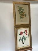 Set of 4 Botanical Themed Prints