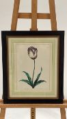Tulip Artwork Print